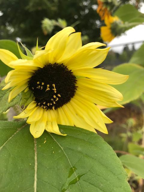 start with sparkless pic 1